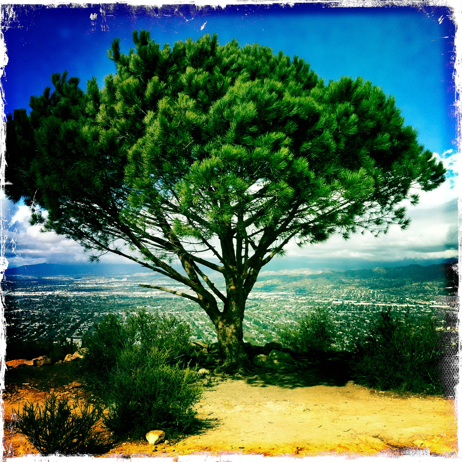 The Cahuenga Wisdom Tree - Feb 13th 2012 | Eco-Badasses